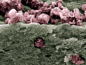 Macrophage & Co : la science au cœur de l’infiniment petit